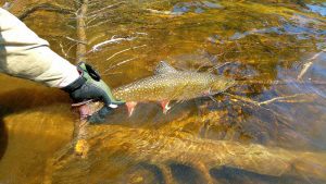 Catch and release brook trout